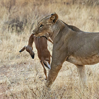 Samburu - Lioness with killed impala